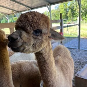 Meet your Posher, Jennie